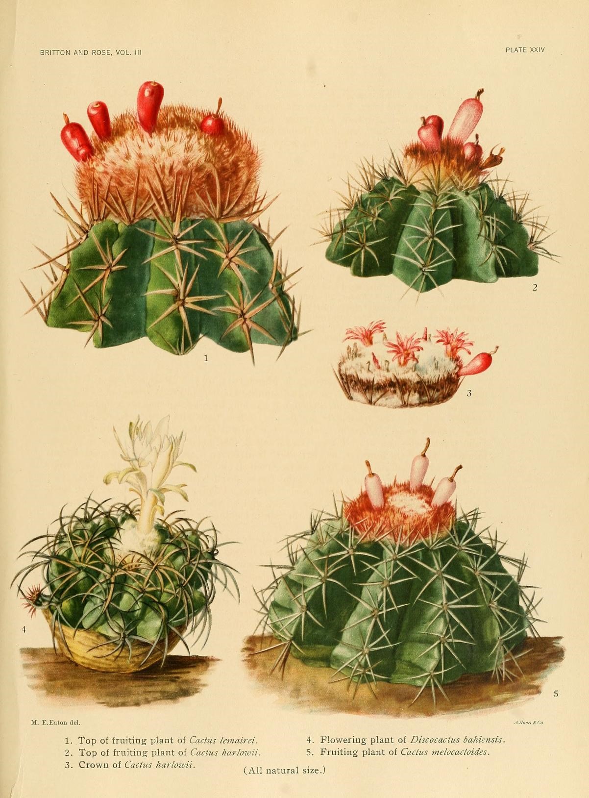 Vintage botanical illustration of Discocactus plate by Mary Emily Eaton