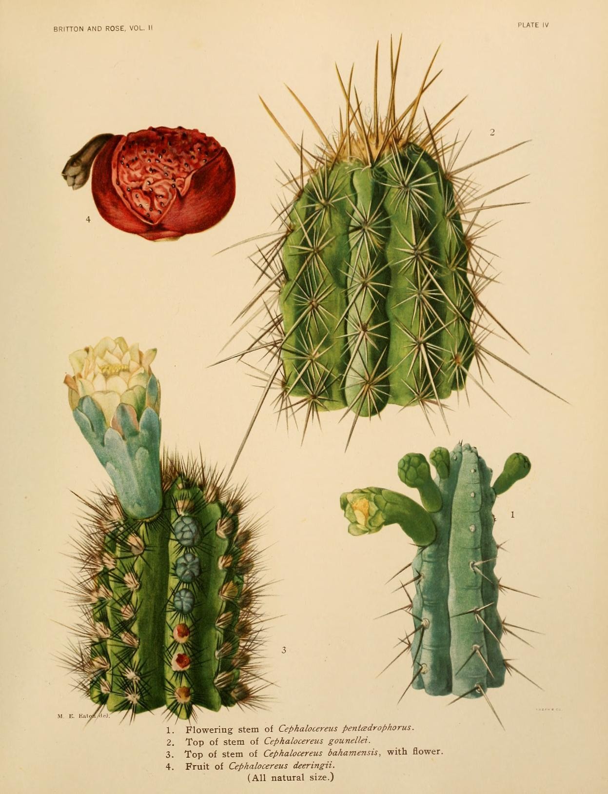 Vintage botanical illustration of Opuntia joint plate by Mary Emily Eaton