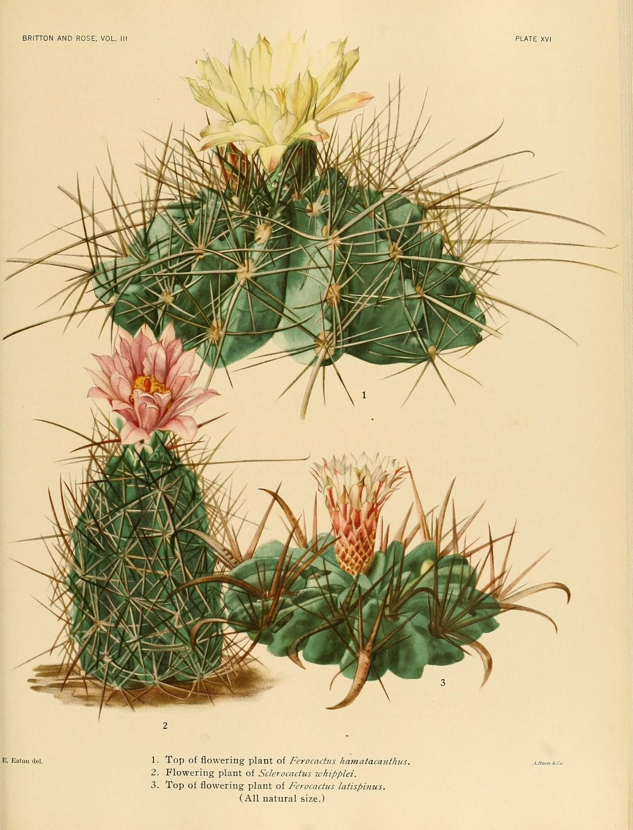 Vintage botanical illustration of flowering cactus plate by Mary Emily Eaton
